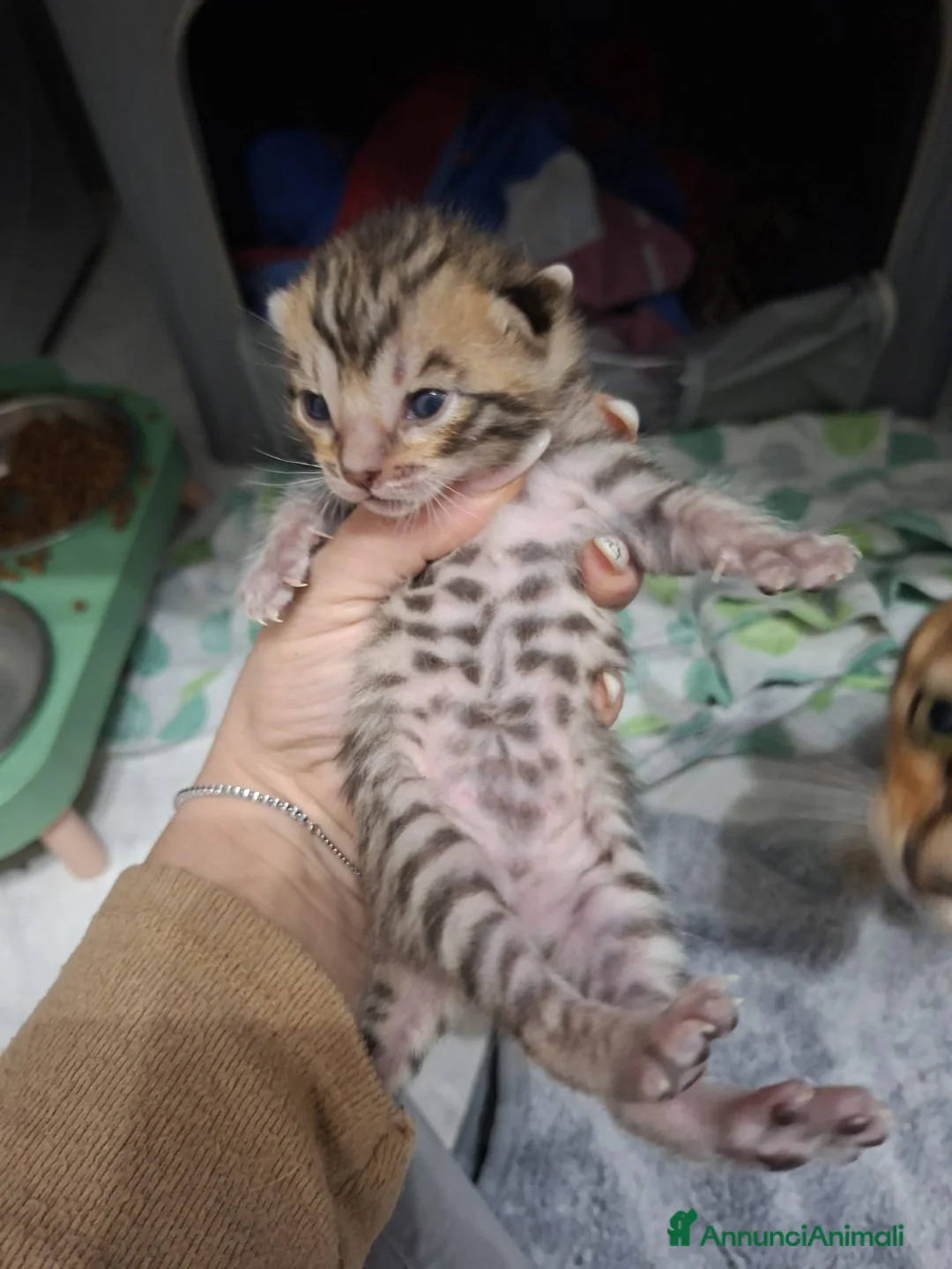 Bengala gatti in vendita: Gatto del bengala  - Annuncio 3