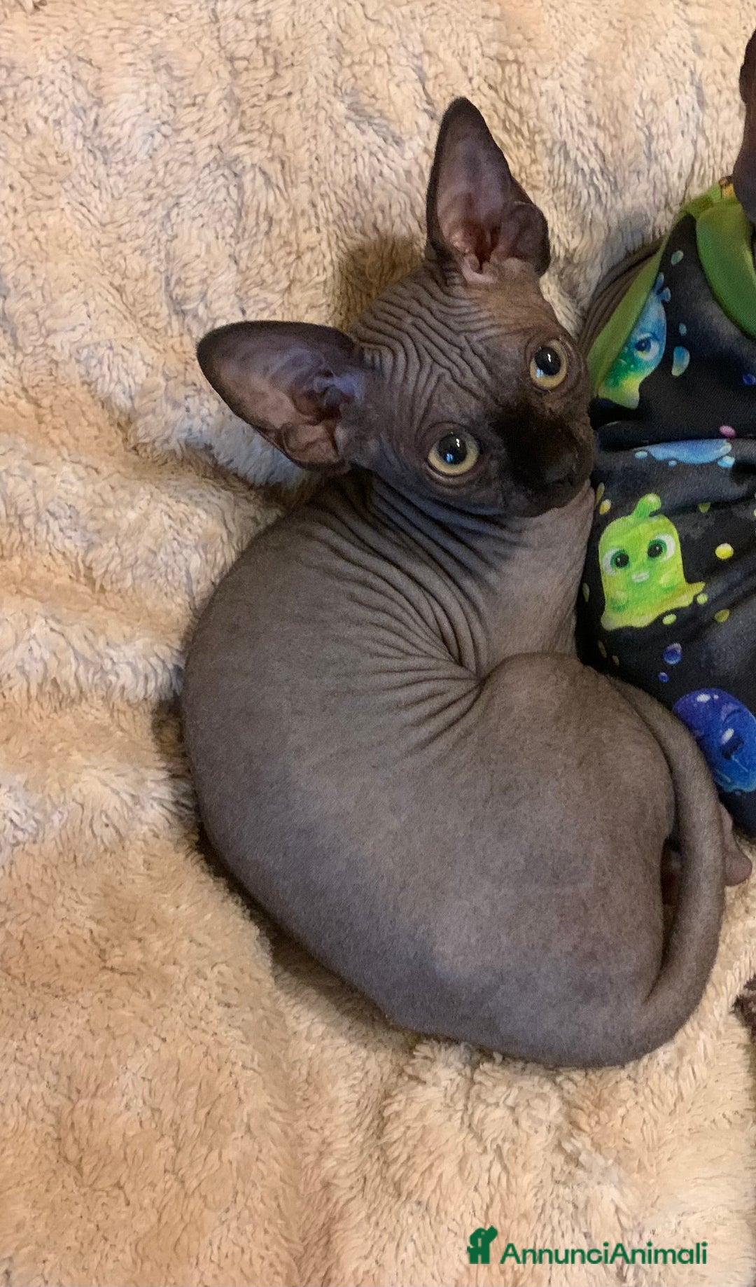 Sphynx gatti in vendita: Sphynx subito disponibili  - Annuncio 2