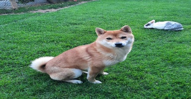Shiba Inu cani a Provincia di Treviso - Annuncio 11
