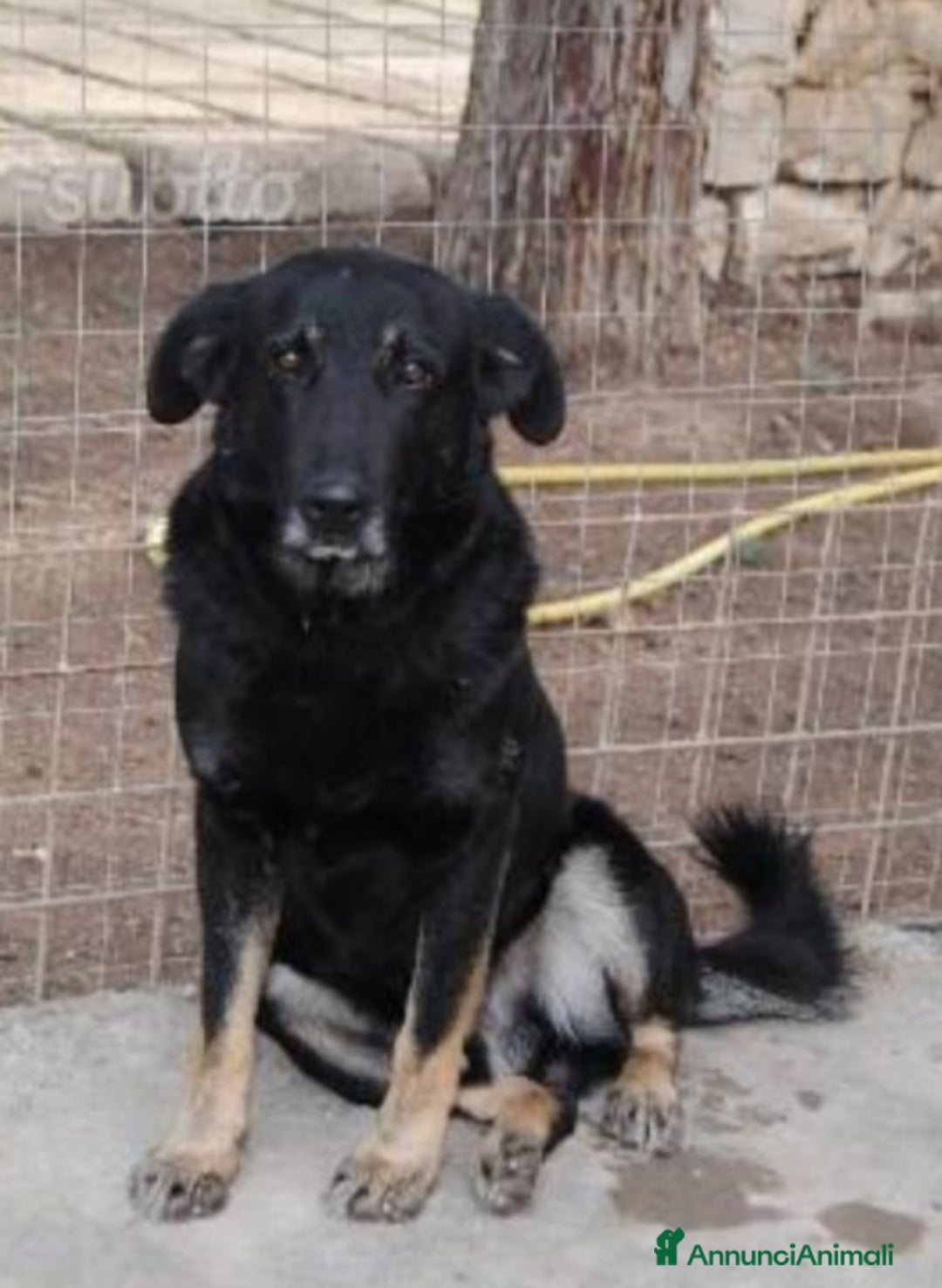 Meticcio cani in regalo: Biscotto nato in canile nel 2012,ancora lì! BARI  a Città metropolitana di Milano - Annuncio 3