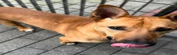 Meticcio cani in regalo: SIMBA CAGNOLINO ALLEGRO - Annuncio 11