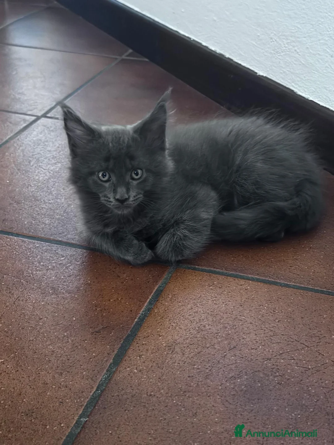 Maine Coon gatti in vendita: Bellissimi gattini Maine coon - Annuncio 2