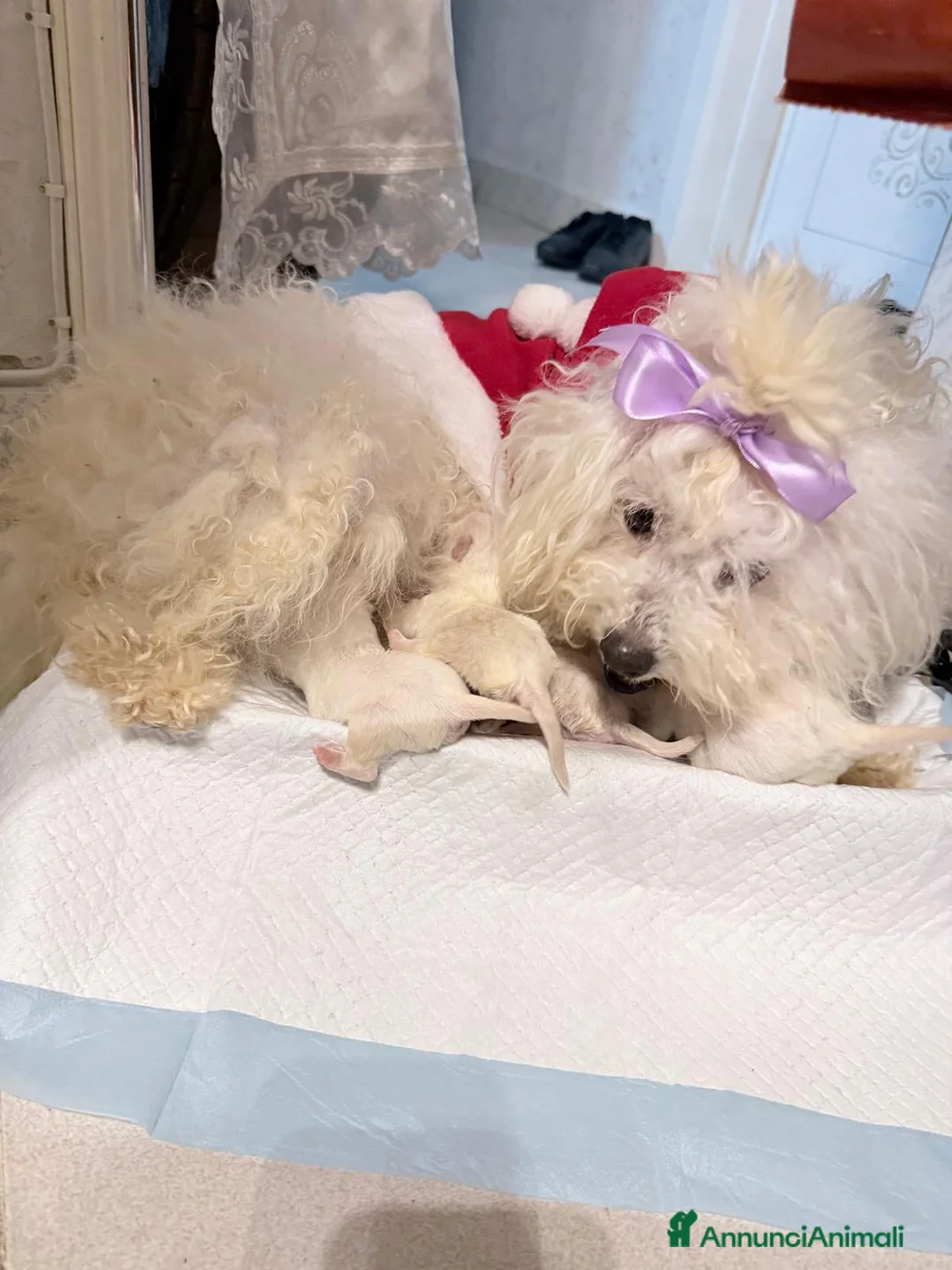 Maltese cani in vendita: Cucciolo maltese razza pura manto bianco - Annuncio 12
