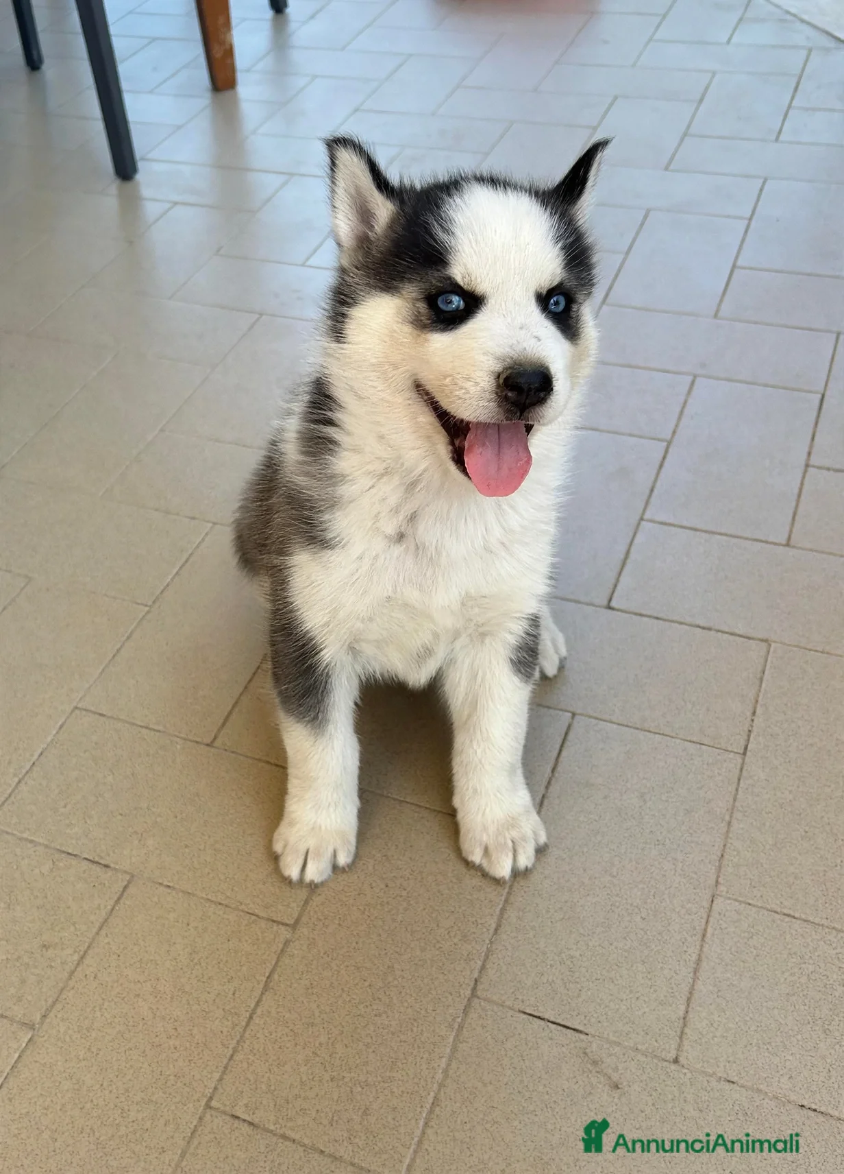 Husky cani Cucciolo Husky  - Annuncio 1