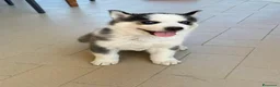 Husky cani in vendita: Cucciolo Husky  a Città Metropolitana di Napoli - Annuncio 1