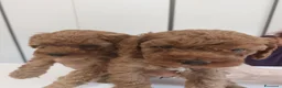 Barboncino Toy cani in vendita: Barboncini fulvi  - Annuncio 3