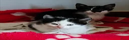 Meticcio gatti in regalo: 4 gattine in adozione  a Città metropolitana di Catania - Annuncio 9