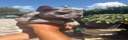 Bulldog Francese cani in vendita: RIO!! - Annuncio 4