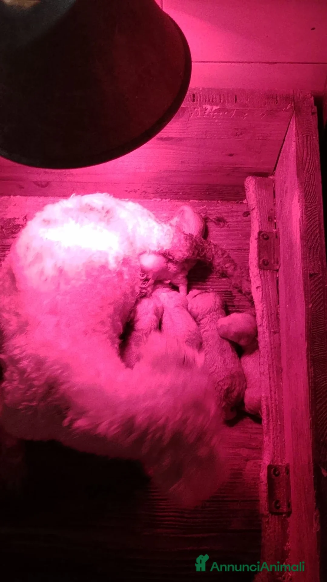 Bichon cani in vendita: Bichon a pòil frisè - Annuncio 2