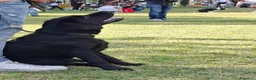 Labrador cani in vendita: CUCCIOLO LABRADOR NERO - Annuncio 6