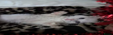 Angora turco 2