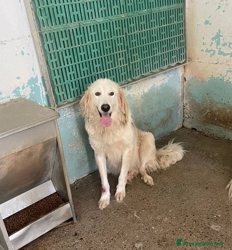 Meticcio cani Edmun - Annuncio 30