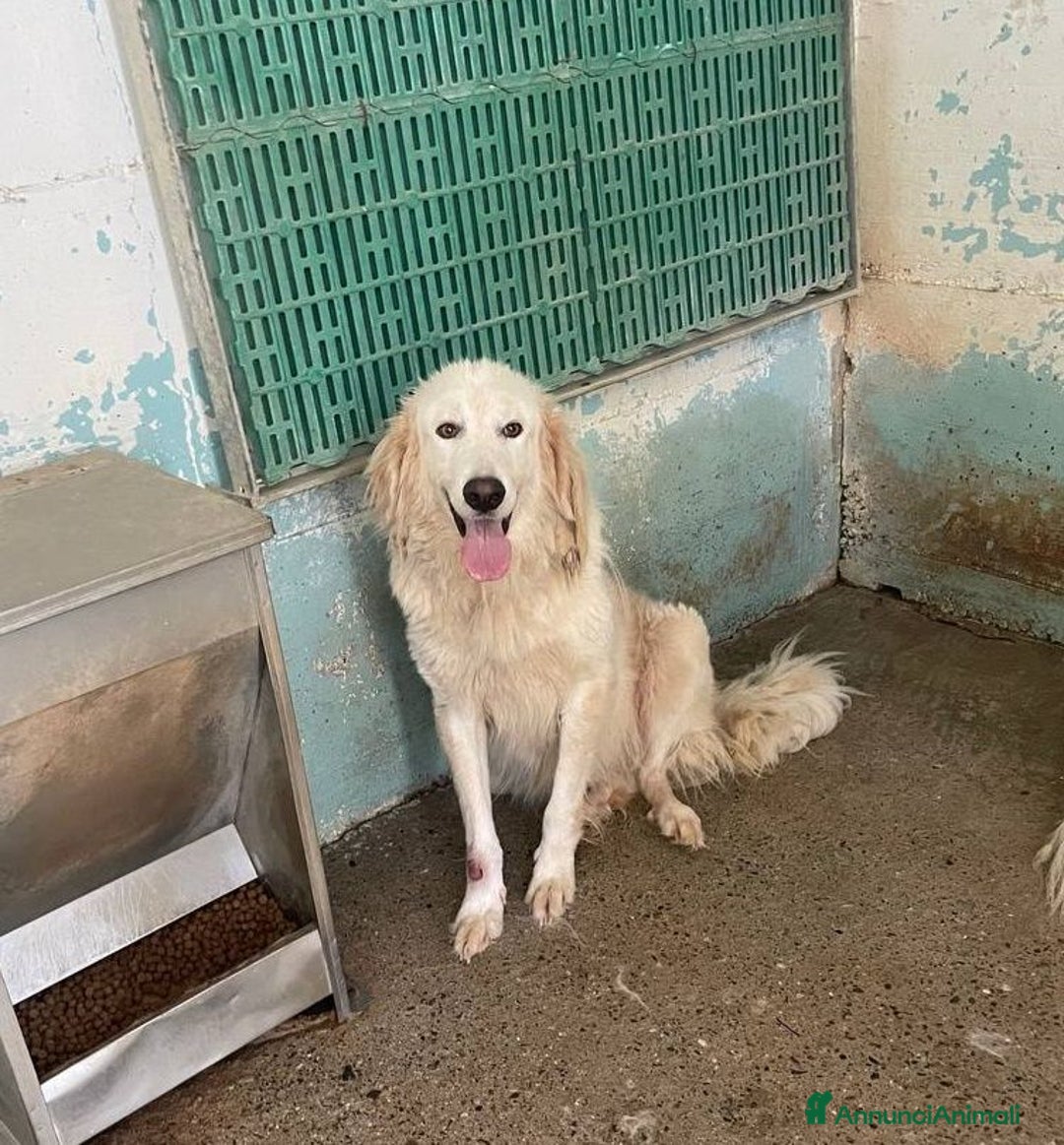 Meticcio cani in regalo: Edmun - Annuncio 1