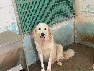 Meticcio cani Edmun - Annuncio 18