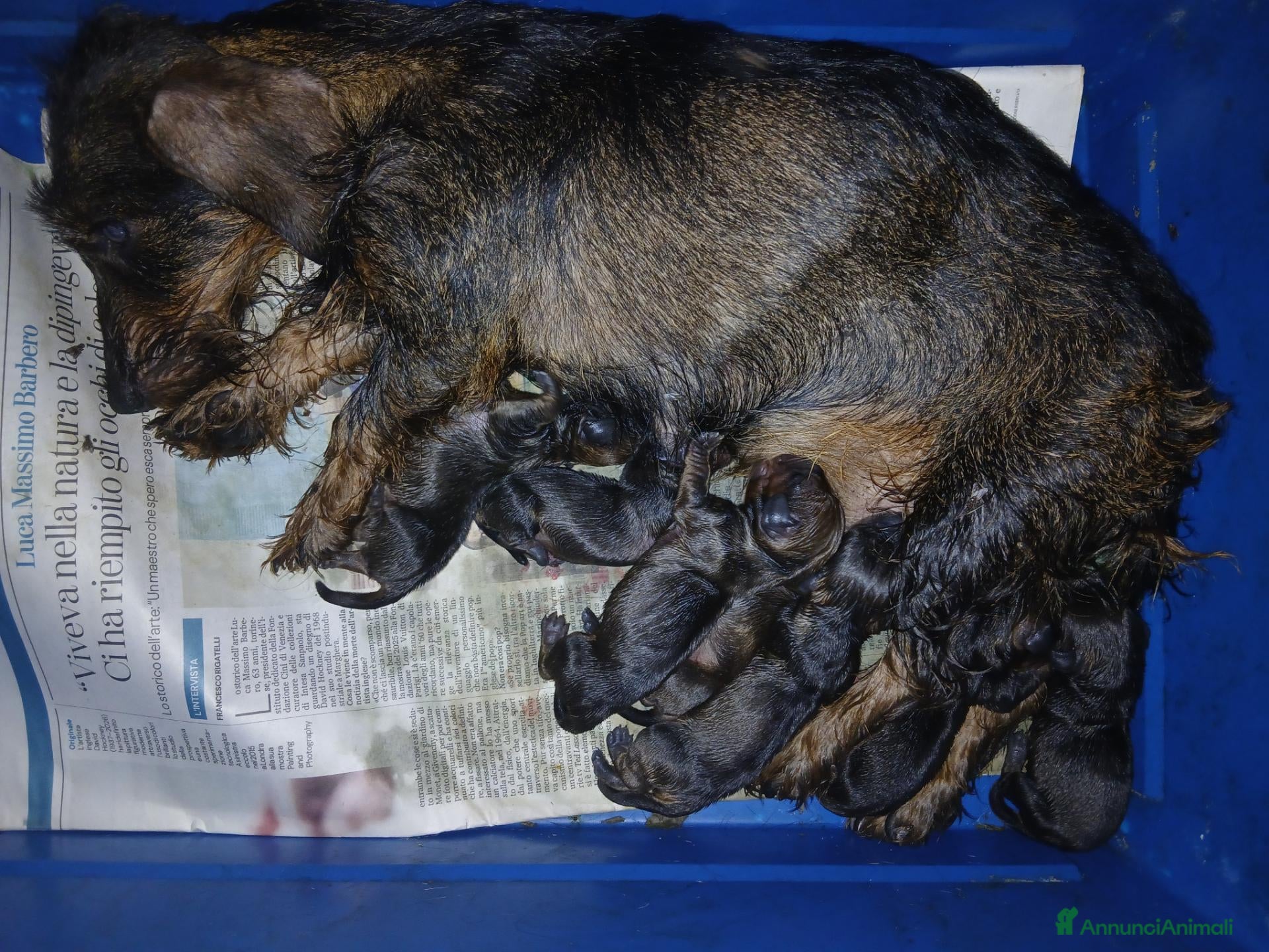 Bassotto cani CUCCIOLI DI BASSOTTO A PELO DURO  - Annuncio 11