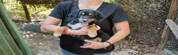 Meticcio cani in regalo: MANGO HA BISOGNO DI UNA MAMMA E DI UN PAPA' - Annuncio 2