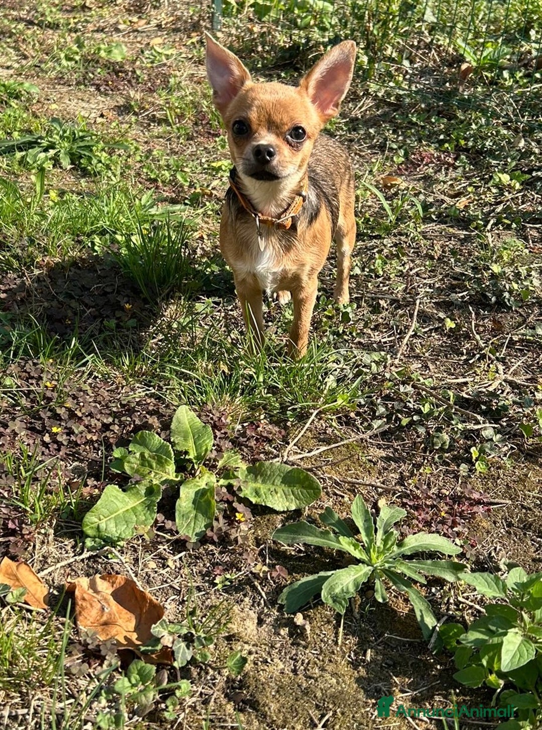 Chihuahua cani in vendita: Femmina pedigree colore fulvo - Annuncio 7