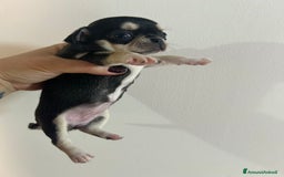 Chihuahua cani in vendita: Chihuahua pedigree Enci a rimborso spese  a Città metropolitana di Roma Capitale - Immagine 6
