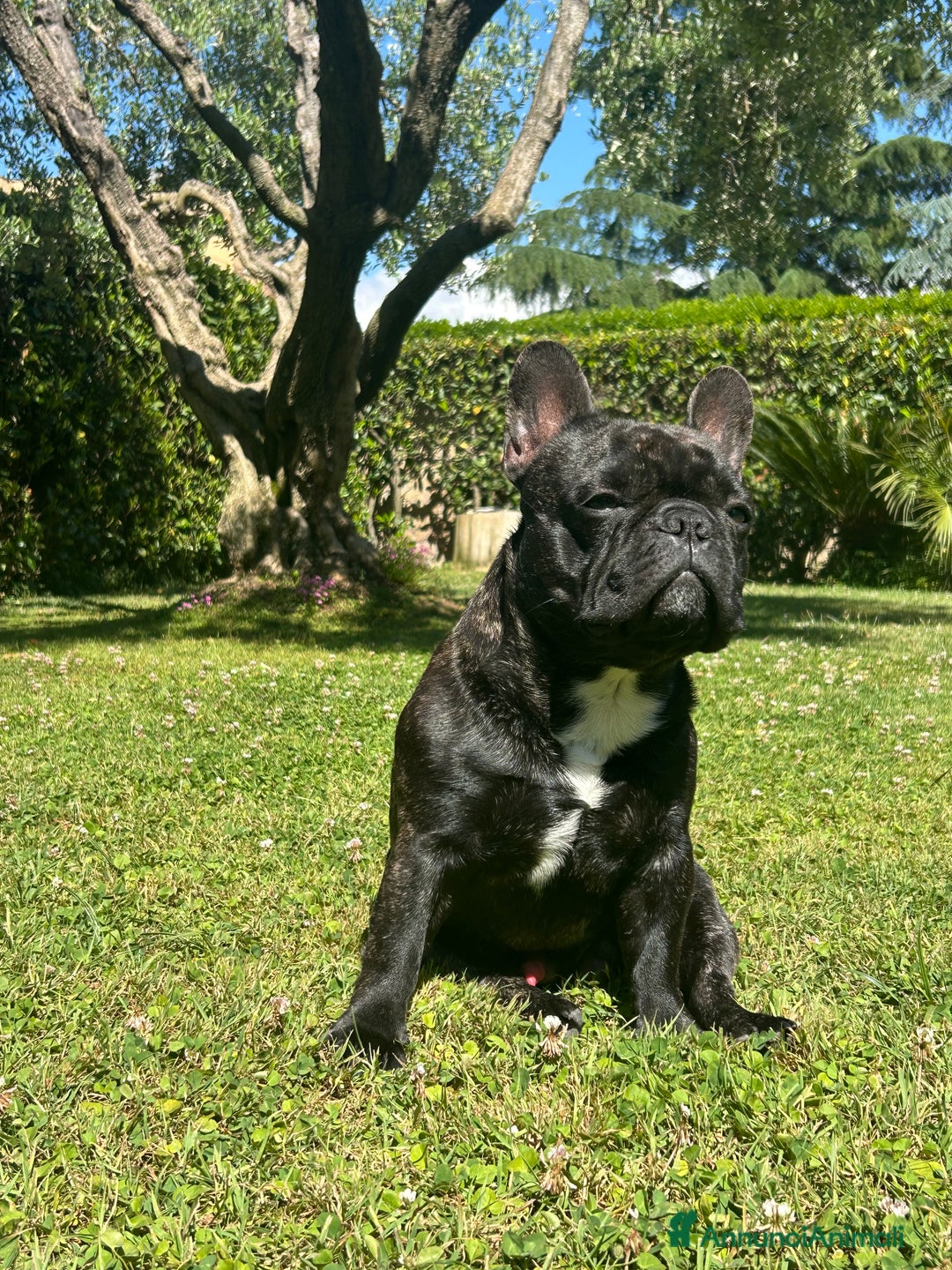 Bulldog Francese cani per accoppiamento: Bulldog francese maschio per accoppiamento  - Annuncio 6