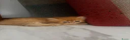 Persiano gatti in vendita: Cuccioli di gatto persiano  a Città metropolitana di Catania - Annuncio 5