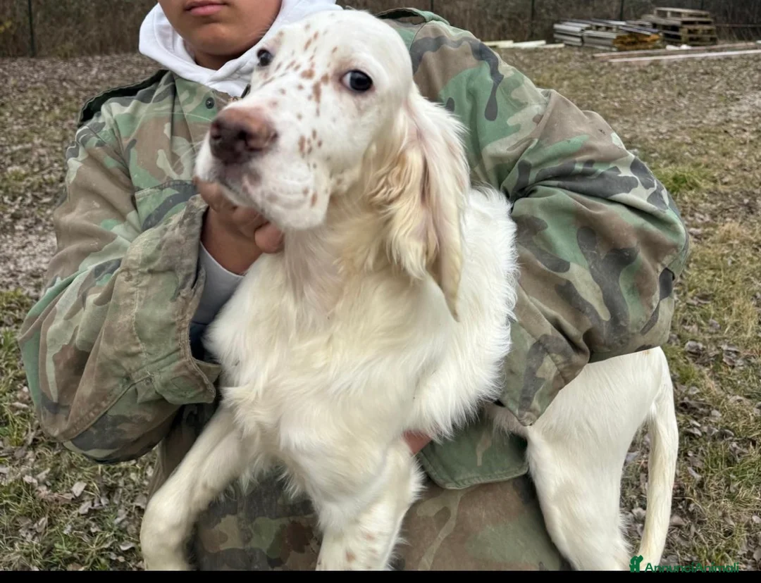 Setter Inglese cani in vendita: Setter figli di campioni  - Annuncio 4
