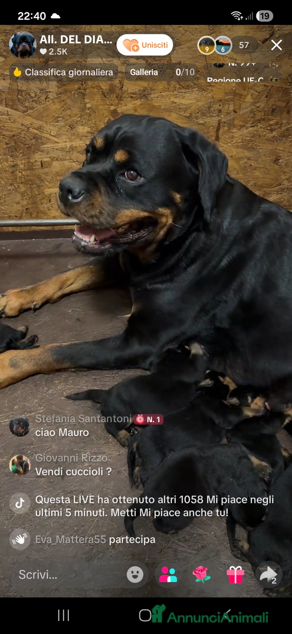 Rottweiler cani Cucciolo rottweiler con pedigree  - Annuncio 1