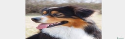 Australian Shepherd cani per accoppiamento: Australian Shepherd tricolore NBT cerca fidanzata  a Provincia di Asti - Annuncio 1