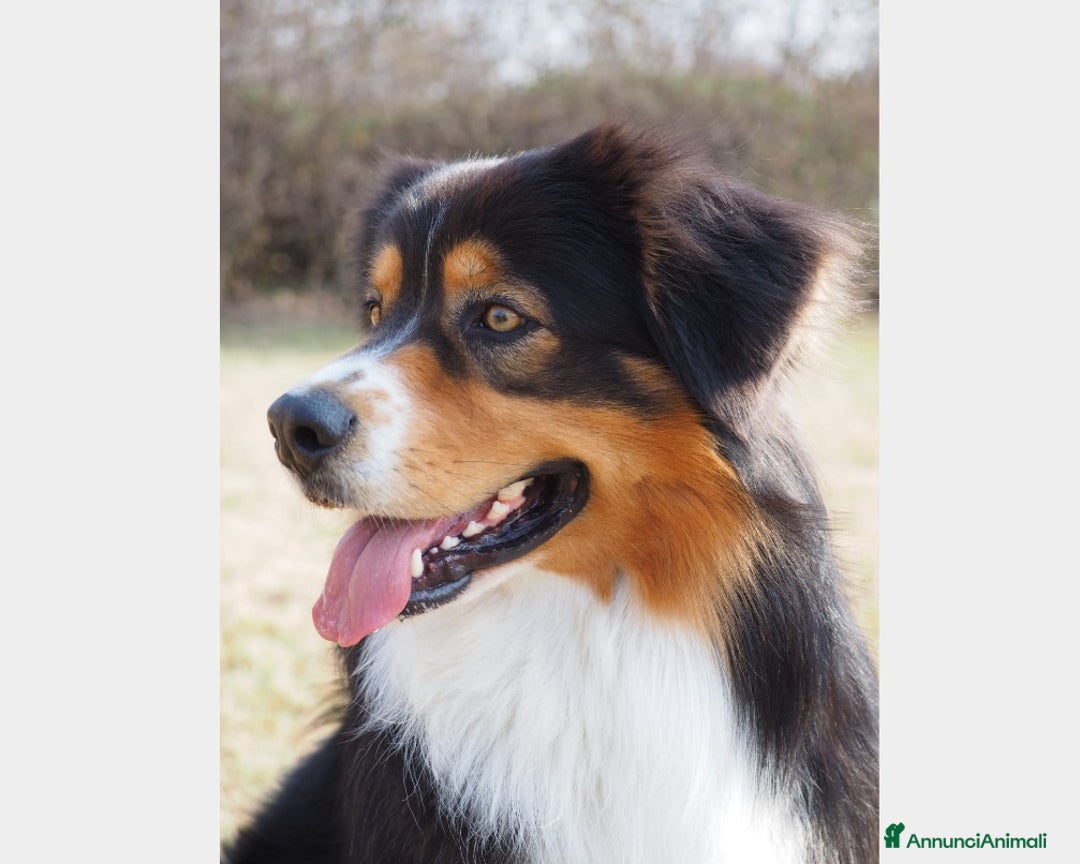 Australian Shepherd cani per accoppiamento: Australian Shepherd tricolore NBT cerca fidanzata  a Provincia di Asti - Annuncio 1