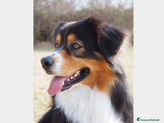 Australian Shepherd cani Australian Shepherd tricolore NBT cerca fidanzata a Provincia di Asti - Annuncio 1