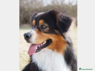 Australian Shepherd cani Australian Shepherd tricolore NBT cerca fidanzata a Provincia di Asti - Annuncio 22