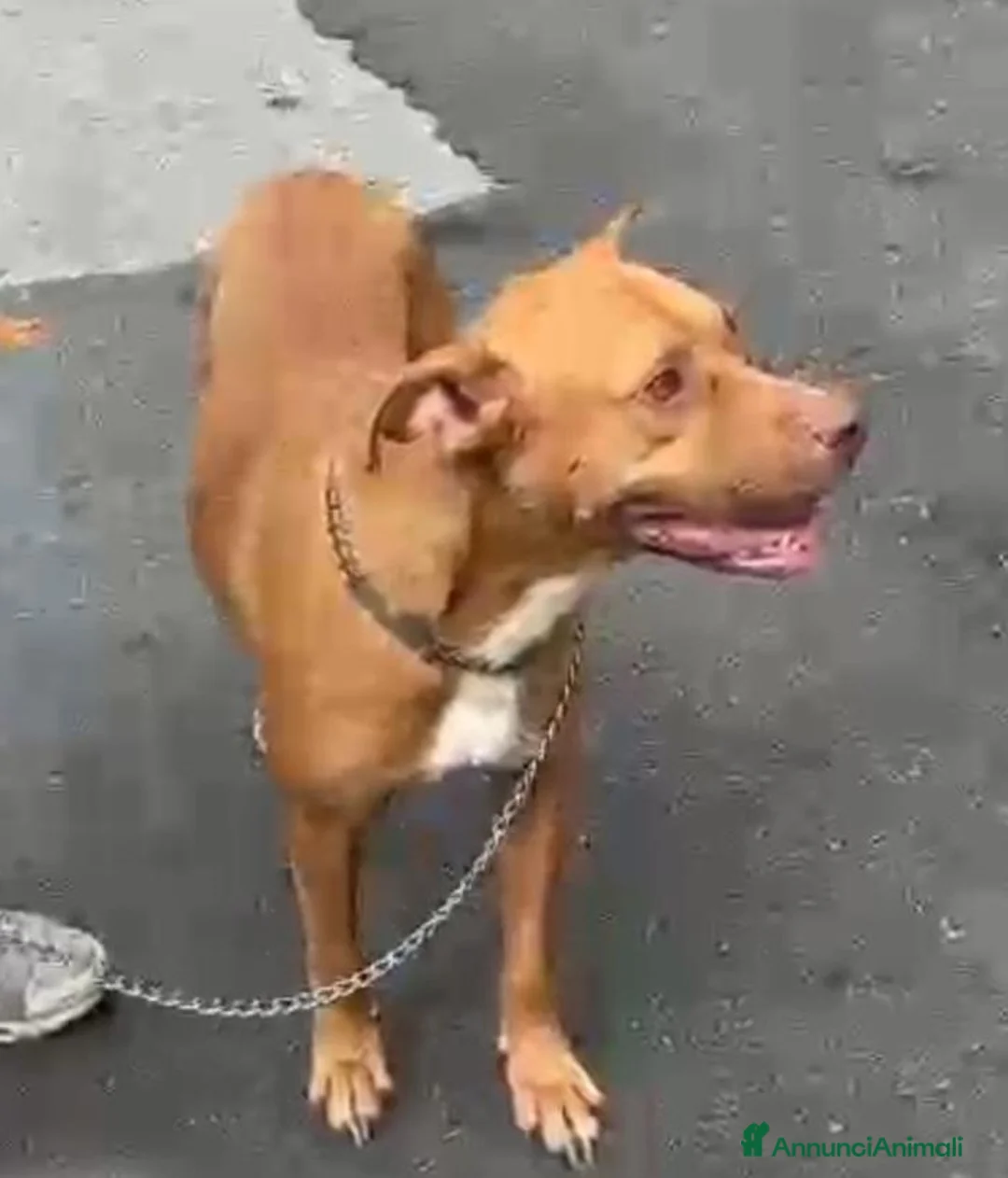 Pitbull cani in regalo: Pitbull Red Nose 2anni e 1/2buona,salvataLUINO(VA) - Annuncio 2