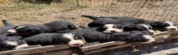 Bovaro del Bernese cani in vendita: Cuccioli del Bovaro del Bernese  - Annuncio 11