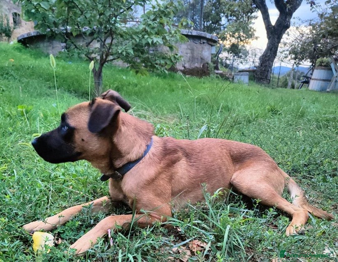 Meticcio cani in regalo: BLU buono con le persone. No cani! - Annuncio 4