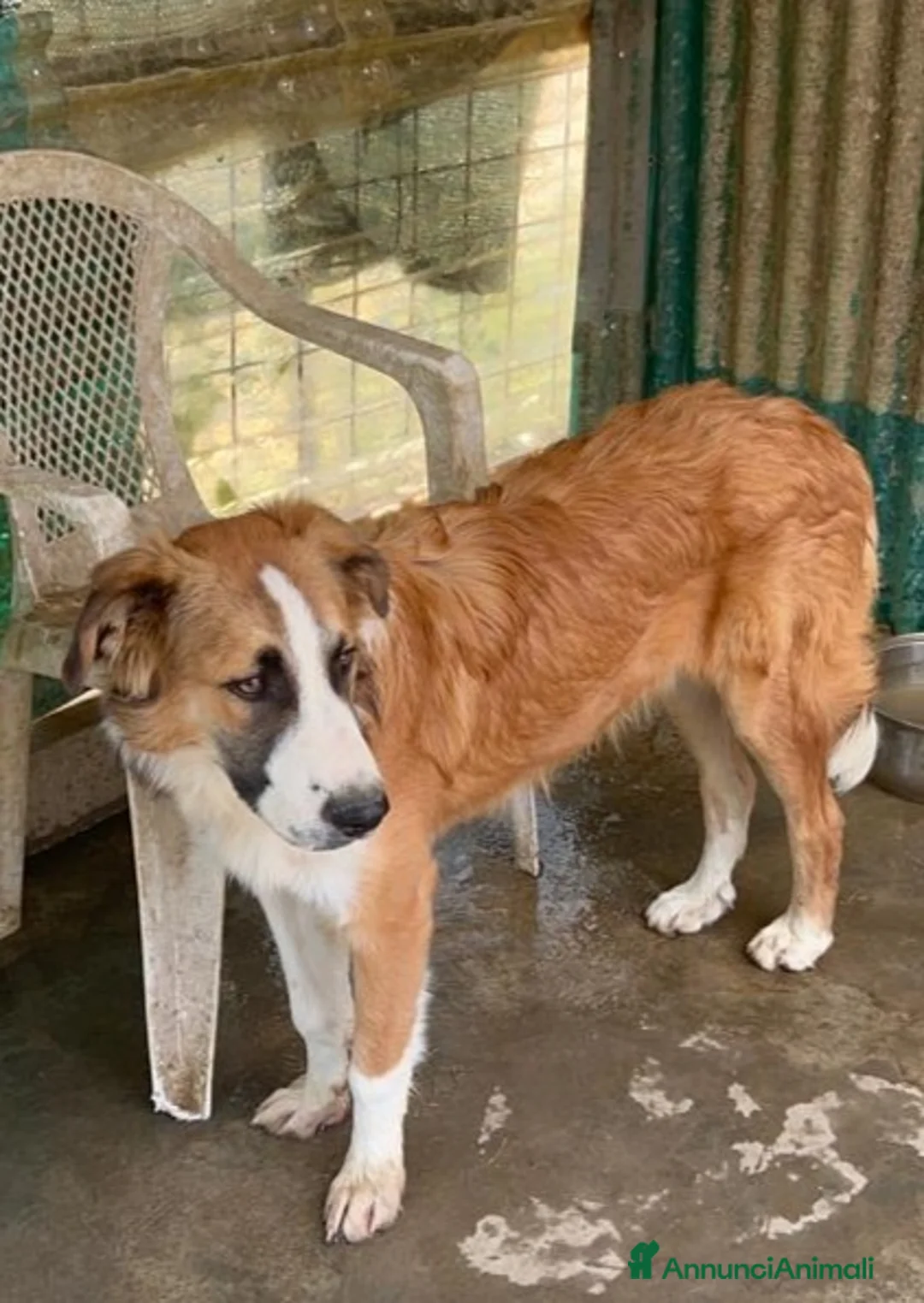 Meticcio cani in regalo: Tobia 15/17mesi possibile nessuno lo noti!!CATANIA a Città metropolitana di Milano - Annuncio 3