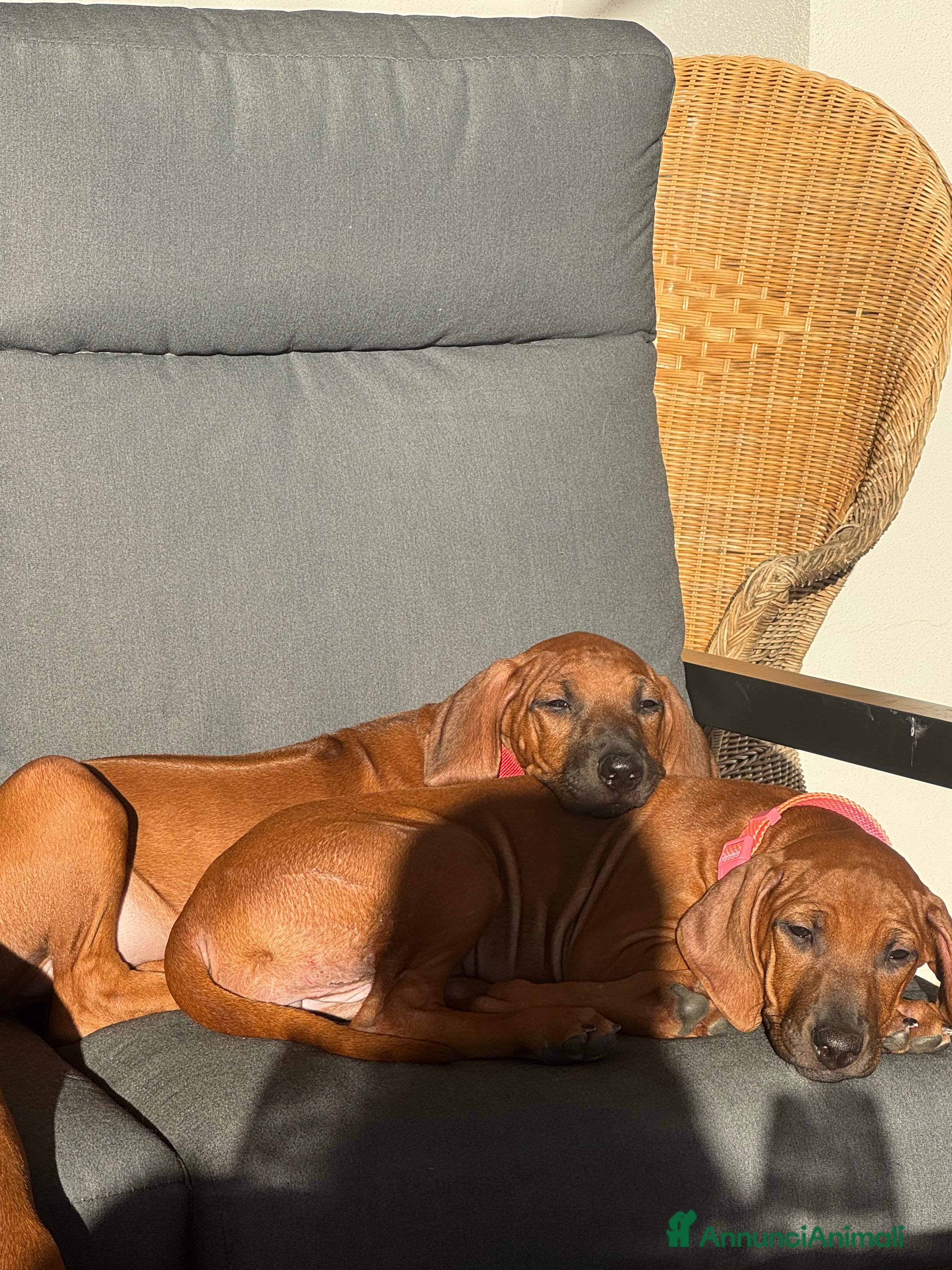 Rhodesian Ridgeback cani Rhodesian ridgeback Alta genealogia  - Annuncio 1