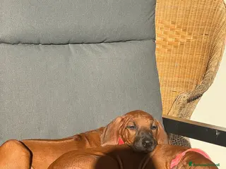 Rhodesian Ridgeback cani Rhodesian ridgeback Alta genealogia - Annuncio 13