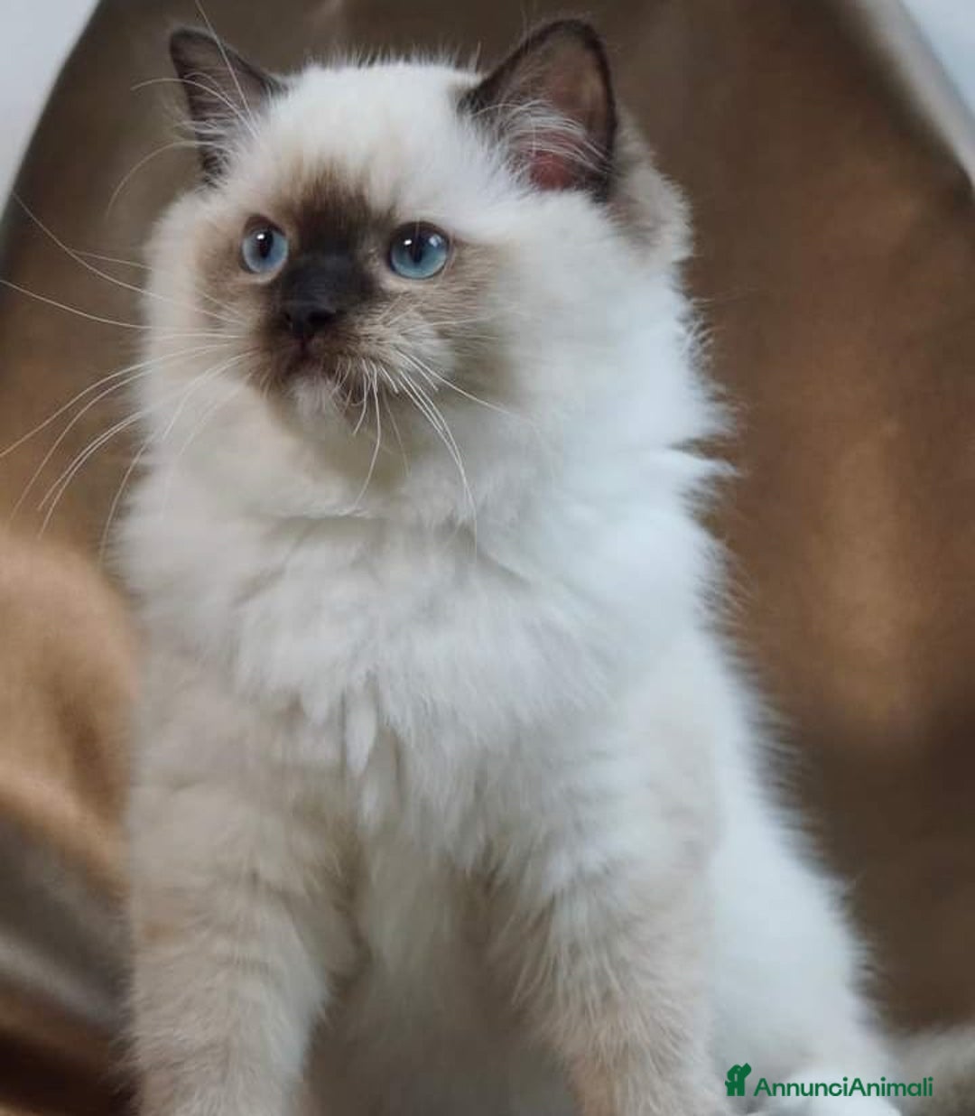 Ragdoll gatti in vendita: Bellissimi cuccioli di ragdoll  - Annuncio 5