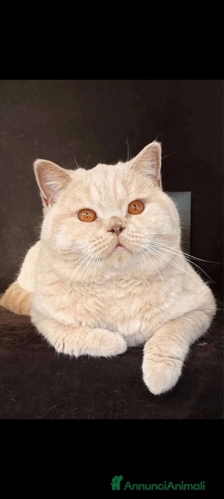 British gatti British shorthair colore crema pet riproduzione  - Annuncio 3