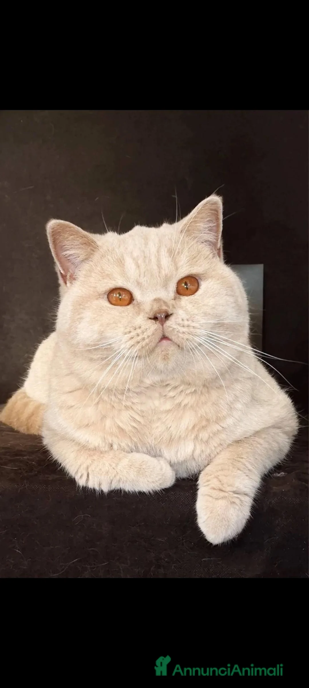 British gatti in vendita: British shorthair colore crema pet riproduzione  - Annuncio 1