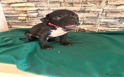 American Staffordshire cani in vendita: Amstaff  a Città metropolitana di Roma Capitale - Immagine 4
