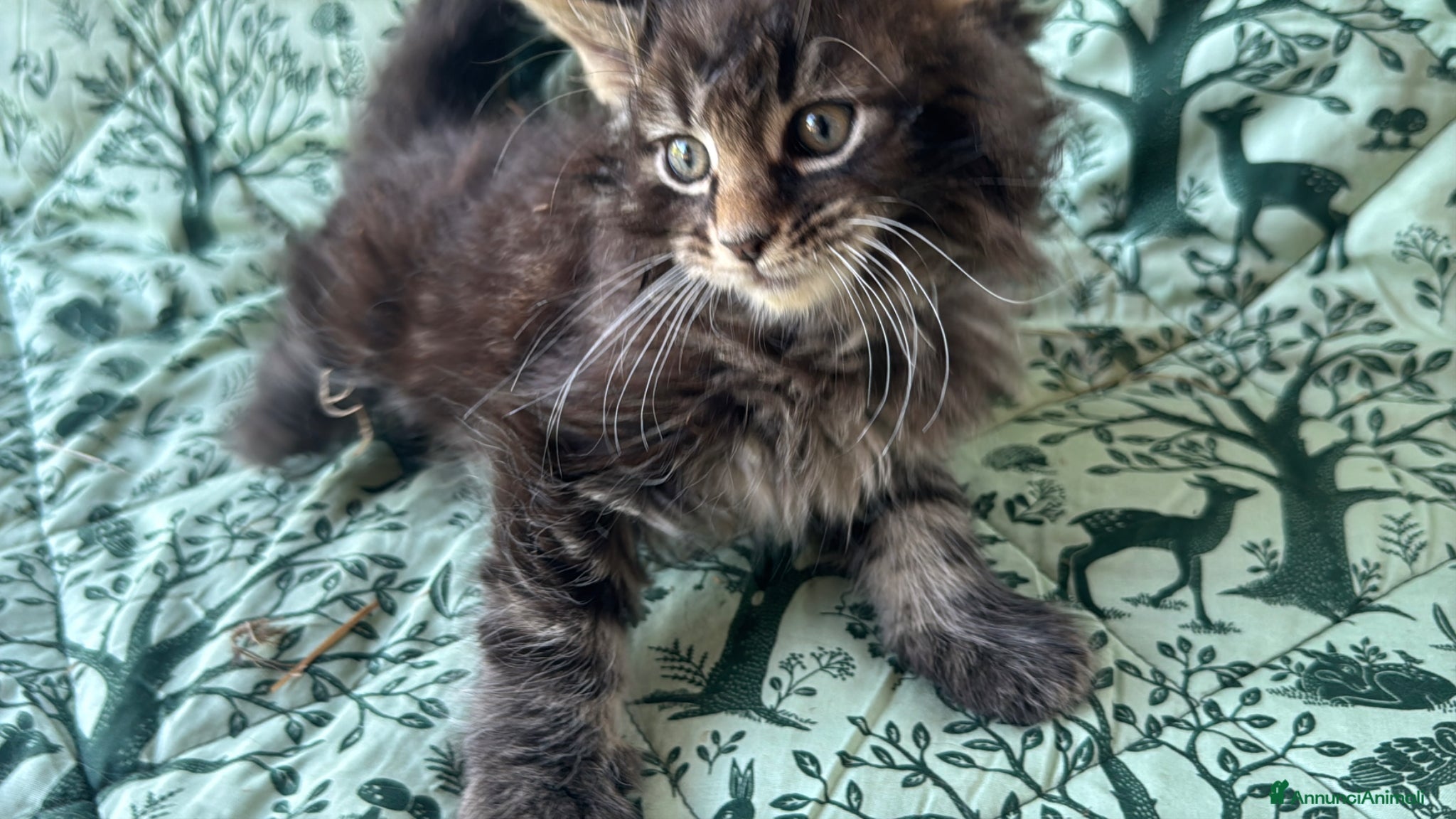 Maine Coon gatti in vendita: Cucciolo maine coon castano bellissimo  - Annuncio 6