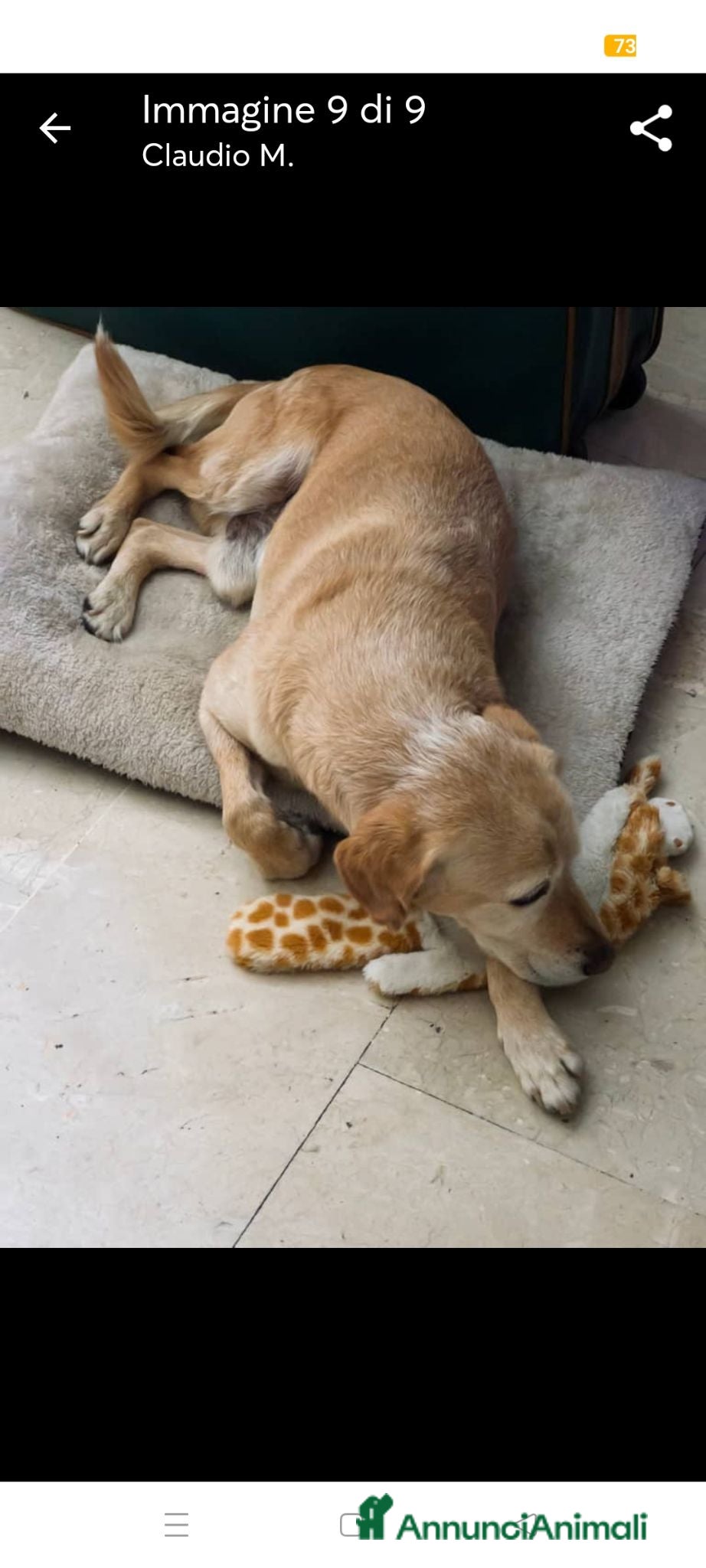 Meticcio cani Rusty al galoppo! - Annuncio 2