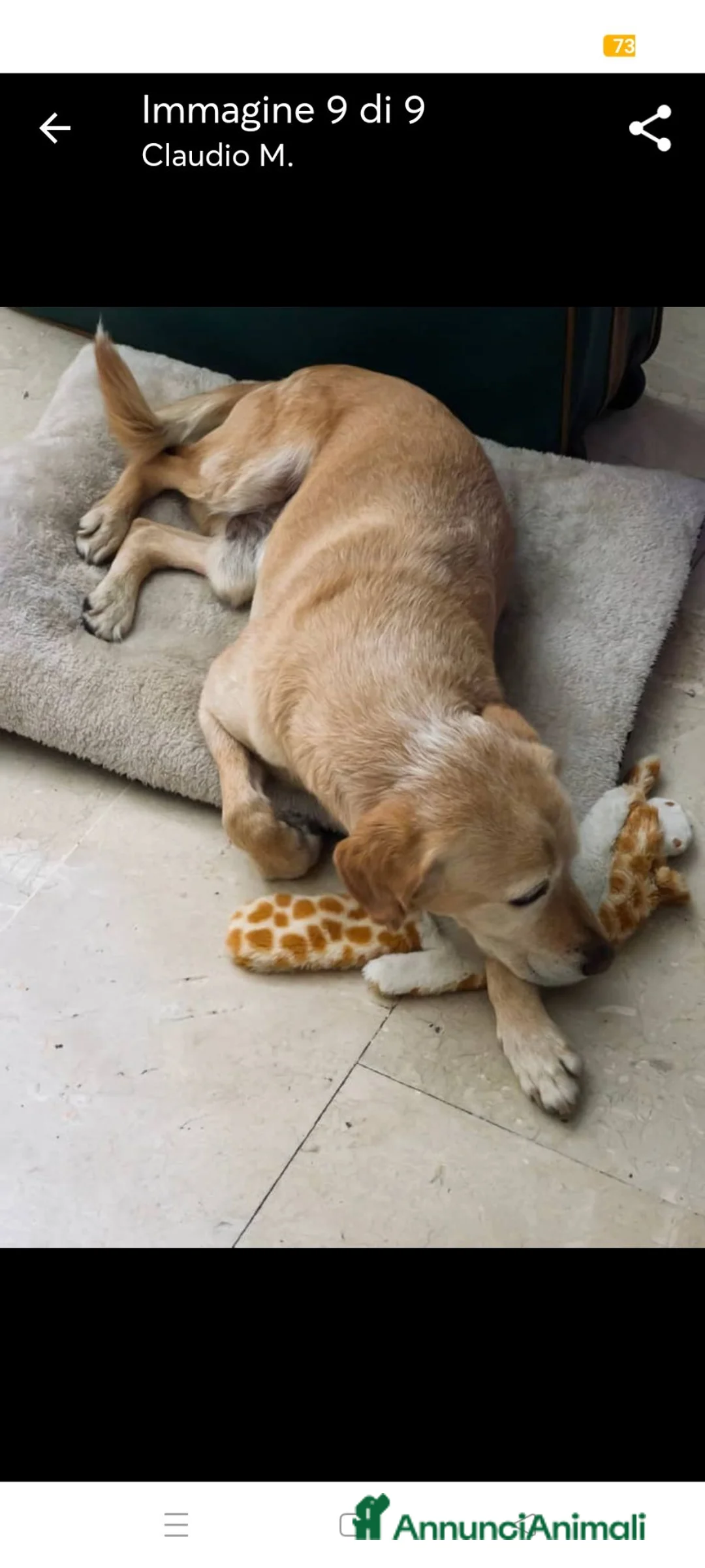 Meticcio cani per accoppiamento: Rusty al galoppo! a Città metropolitana di Reggio Calabria - Annuncio 2