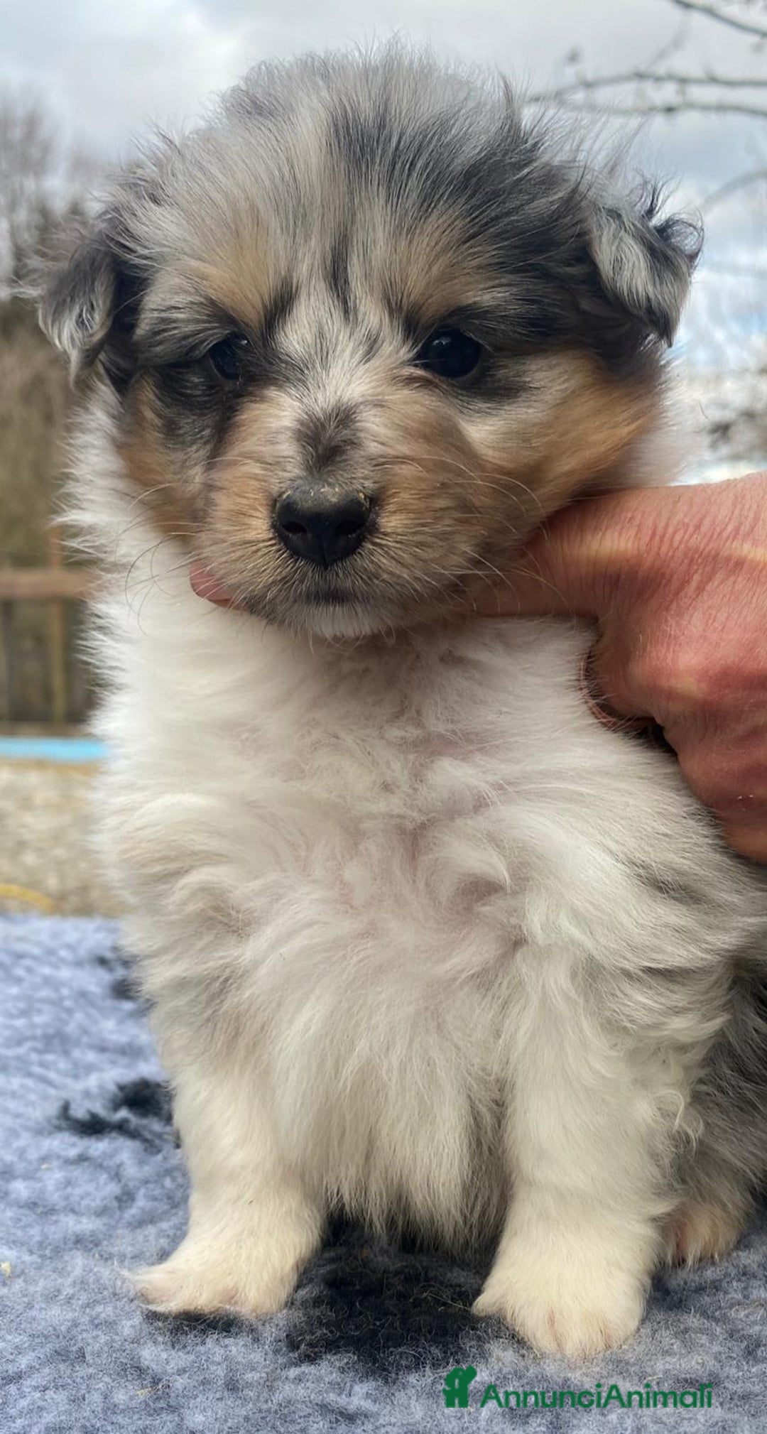 Shetland Sheepdog cani in vendita: Shetland Sheepdog  - Annuncio 2