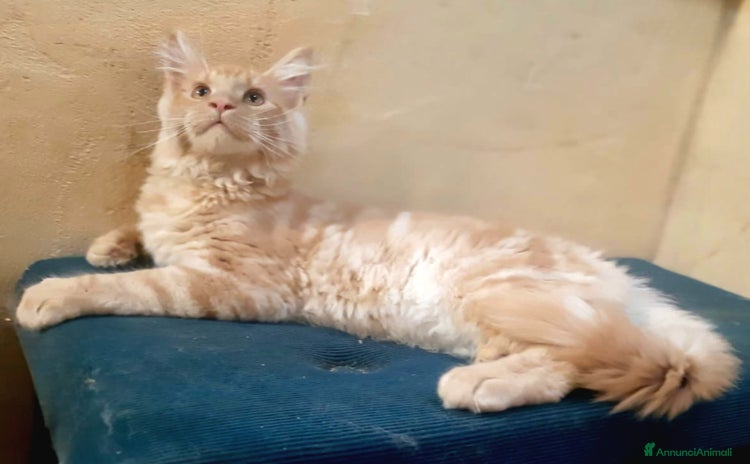 Maine Coon gatti a Provincia di Perugia - Annuncio 8