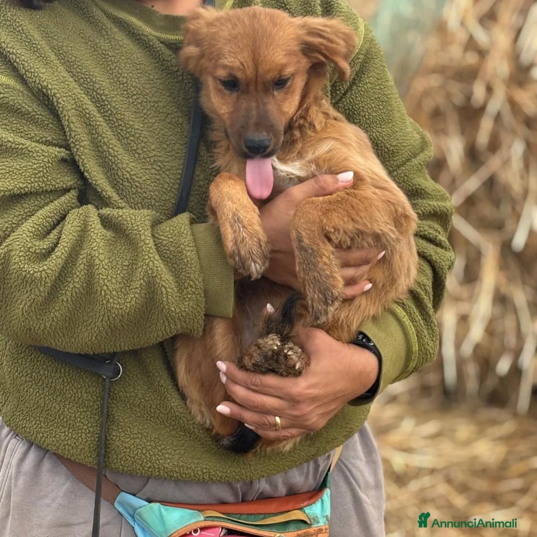 Altre razze cani in regalo: NANCY cucciola 5 mesi taglia piccola in adozione - Annuncio 3
