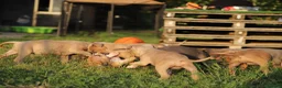 Pitbull cani in vendita: Cuccioli Pit Bull con Pedigree anche a rate  - Annuncio 35