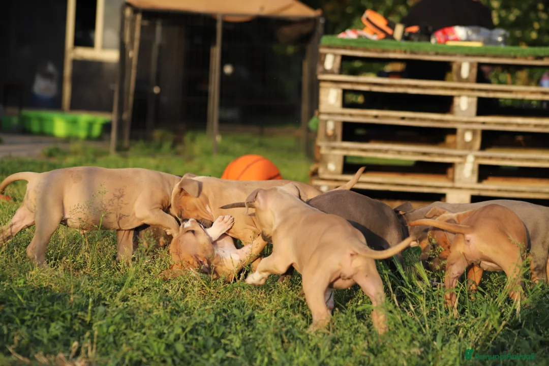 Pitbull cani in vendita: Cuccioli Pit Bull con Pedigree anche a rate  - Annuncio 35