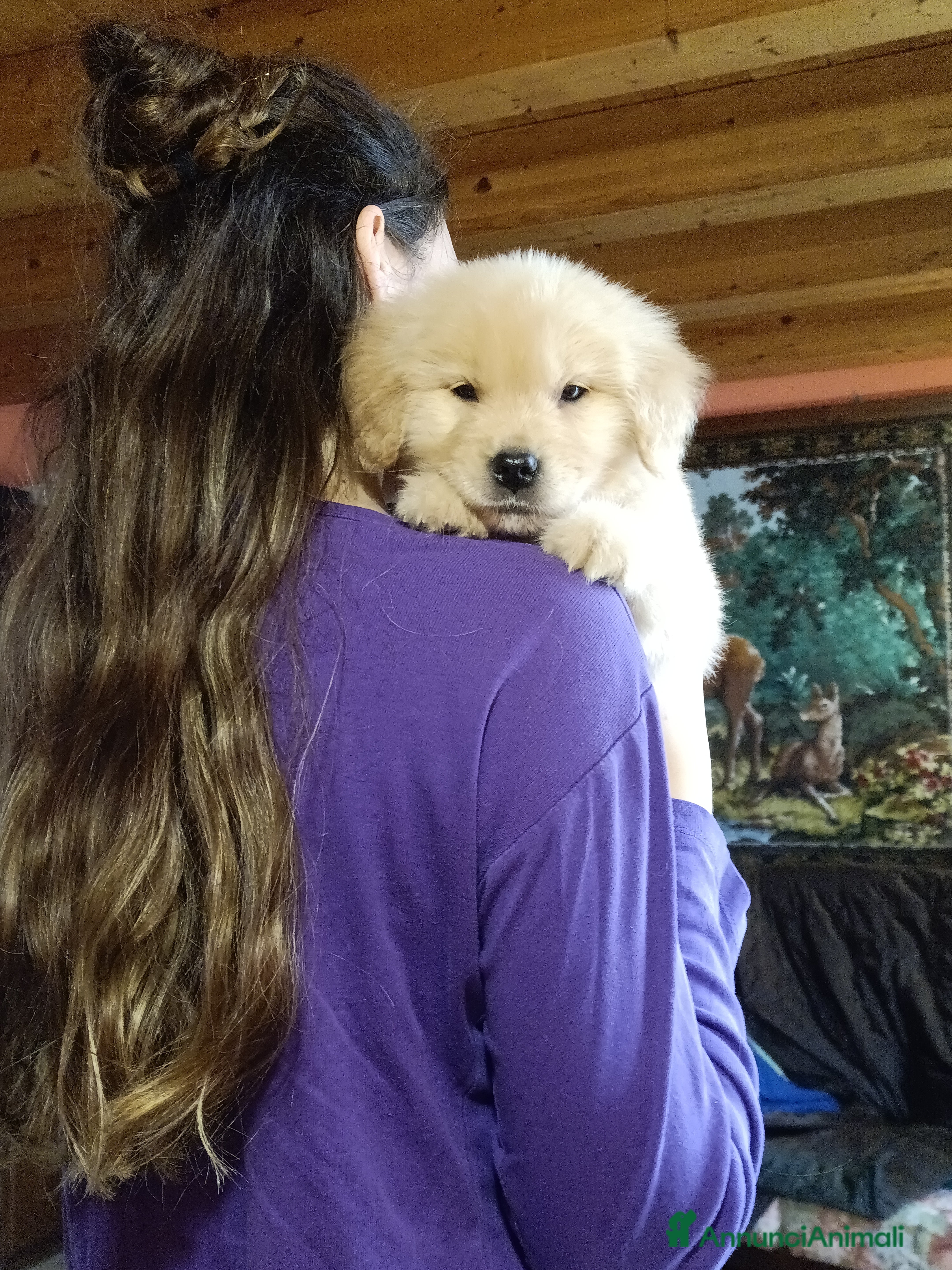 Golden Retriever cani Golden retriever angloamericani  - Annuncio 2