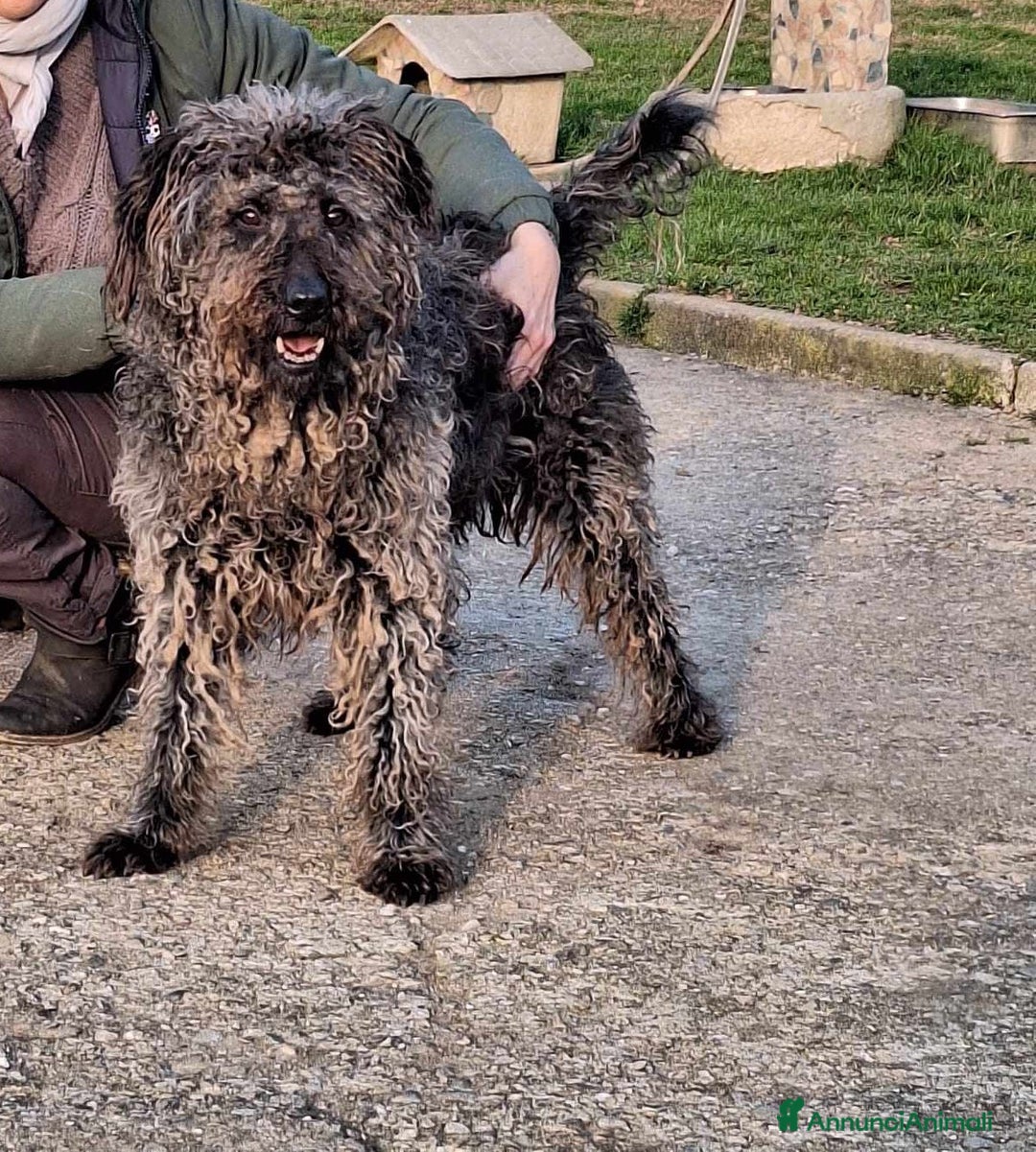 Meticcio cani in regalo: dolce black in regalo a Provincia di Como - Annuncio 3